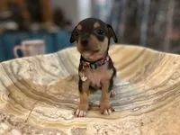 Silvestre, a male Chihuahua for sale in San Antonio, TX – Photo 2 of 9