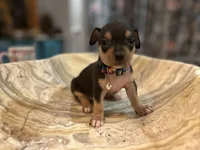 Silvestre, a male Chihuahua for sale in San Antonio, TX – Photo 1 of 9