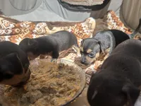 Silvestre, a male Chihuahua for sale in San Antonio, TX – Photo 9 of 9