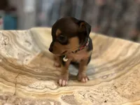 Silvestre, a male Chihuahua for sale in San Antonio, TX – Photo 4 of 9