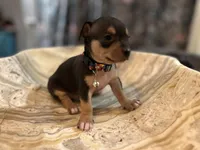 Silvestre, a male Chihuahua for sale in San Antonio, TX – Photo 5 of 9