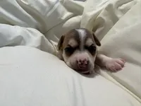 Katia, a female Chihuahua for sale in Houston, TX – 7 of 9