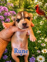 Rune, a male Chihuahua for sale in Houston, TX – 1 of 8