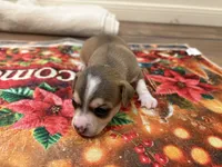 Rune, a male Chihuahua for sale in Houston, TX – 8 of 8