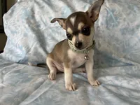Phoenix, a male Chihuahua for sale in Fort Worth, TX – 7 of 10