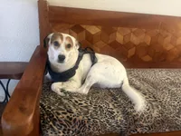 Lucky, a female Fox Terrier and Pointer for sale in Austin, TX – 2 of 6