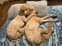 Honeybun, a male Poodle - Standard  for sale in Austin, TX – 8 of 9