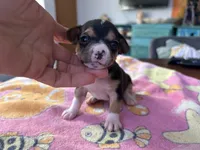 Diamond, a male Chihuahua for sale in San Antonio, TX – Photo 2 of 4