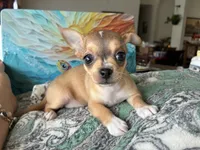 Luna, a female Chihuahua for sale in Dallas, TX – 6 of 8