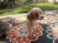 Maya, a female Shihpoo and Poodle - Toy  for sale in Austin, TX – 6 of 9
