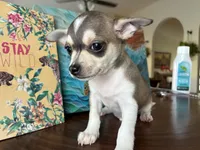 Katia, a female Chihuahua for sale in Fort Worth, TX – 5 of 11