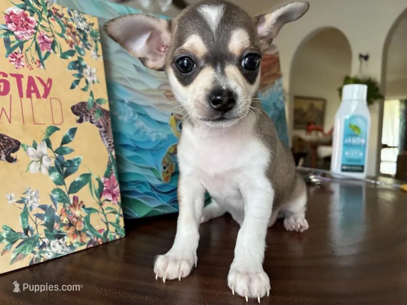 Phoenix – Chihuahua puppy for sale in Houston, TX