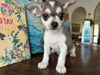 Phoenix, a male Chihuahua for sale in Fort Worth, TX – 1 of 10
