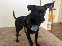 Aquario, a male Chihuahua for sale in Austin, TX – 6 of 9