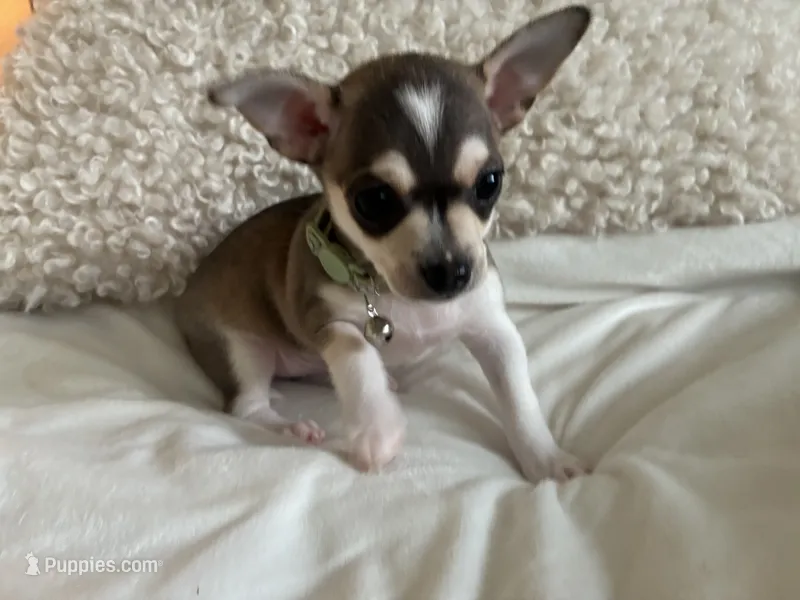 Phoenix – Chihuahua puppy for sale in Austin, TX