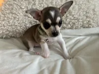 Phoenix, a male Chihuahua for sale in Fort Worth, TX – 10 of 10