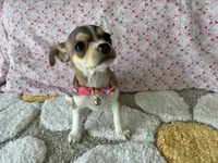 Katia, a female Chihuahua for sale in Austin, TX – 3 of 8