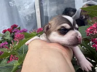 Phoenix, a male Chihuahua for sale in Houston, TX – 4 of 5
