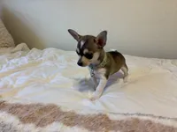 Phoenix, a male Chihuahua for sale in San Antonio, TX – 10 of 10