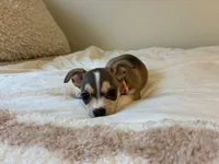 Katia, a female Chihuahua for sale in San Antonio, TX – 5 of 9