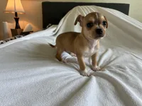 Rune, a male Chihuahua for sale in Dallas, TX – 7 of 9