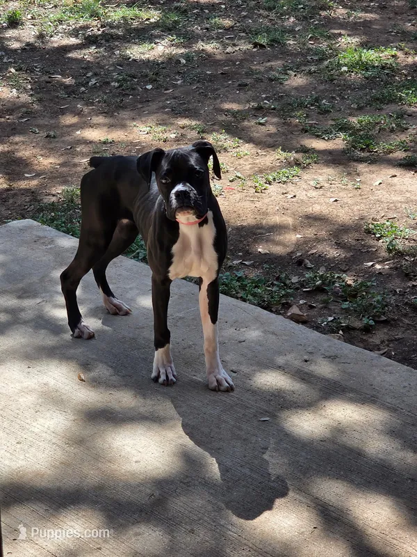 Dasha – Boxer puppy for sale in Austin, TX