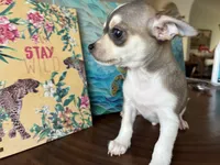 Katia, a female Chihuahua for sale in Fort Worth, TX – 10 of 11