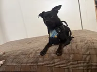Aquario, a male Chihuahua for sale in Austin, TX – 7 of 9