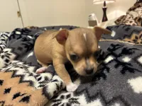 Luna, a female Chihuahua for sale in Dallas, TX – 10 of 10