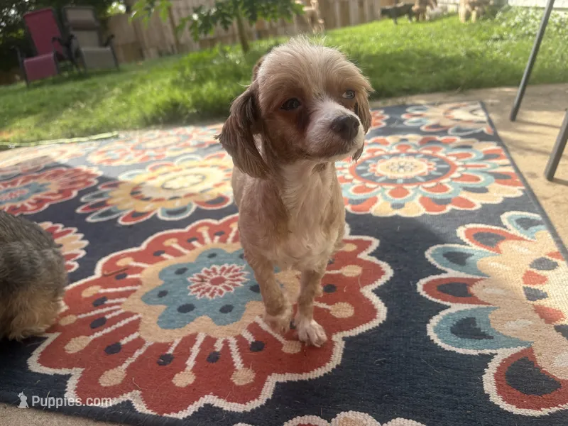 Maya – Shihpoo, Poodle - Toy  puppy for sale in Austin, TX