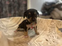 Bigboy, a male Chihuahua for sale in San Antonio, TX – Photo 5 of 9