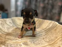 Bigboy, a male Chihuahua for sale in San Antonio, TX – Photo 8 of 9