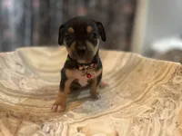 Bigboy, a male Chihuahua for sale in San Antonio, TX – Photo 4 of 9