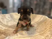 Bigboy, a male Chihuahua for sale in San Antonio, TX – Photo 6 of 9