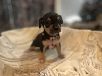 Bigboy, a male Chihuahua for sale in San Antonio, TX – Photo 9 of 9