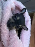 Bigboy, a male Chihuahua for sale in San Antonio, TX – Photo 2 of 9