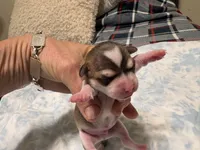 Phoenix, a male Chihuahua for sale in San Antonio, TX – 2 of 3