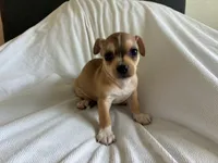 Rune, a male Chihuahua for sale in Dallas, TX – 8 of 9