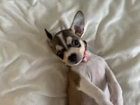 Katia, a female Chihuahua for sale in Austin, TX – 6 of 8