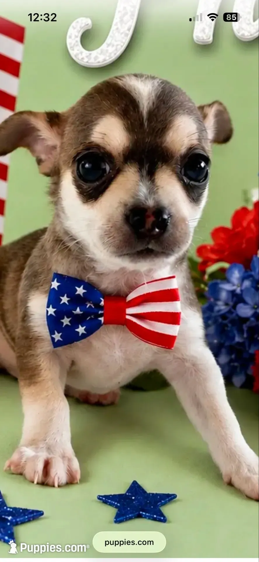 Phoenix, a male Chihuahua for sale in Dallas, TX – 9 of 10