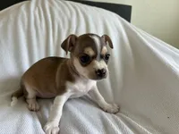 Katia, a female Chihuahua for sale in Dallas, TX – 4 of 8