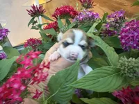 Katia, a female Chihuahua for sale in Houston, TX – 3 of 9
