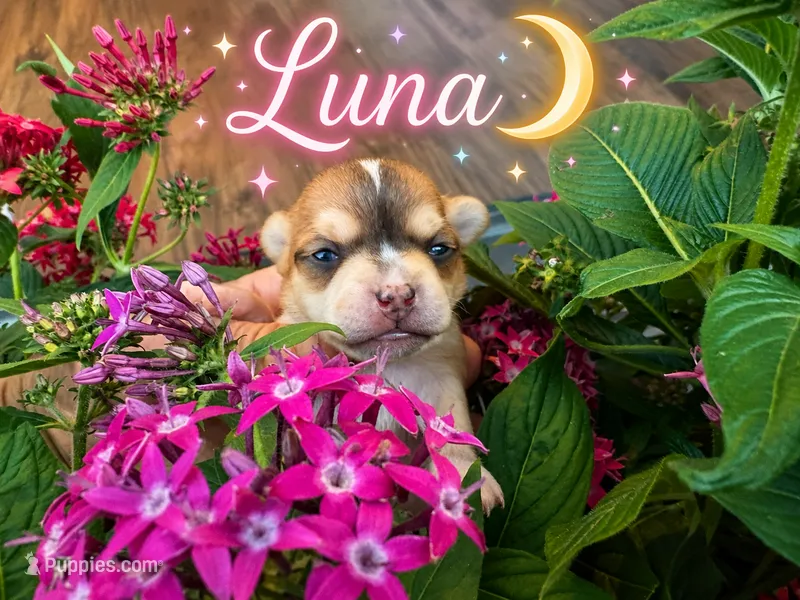 Luna – Chihuahua puppy for sale in San Antonio, TX