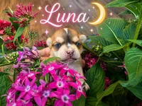 Luna, a female Chihuahua for sale in Houston, TX – 1 of 7