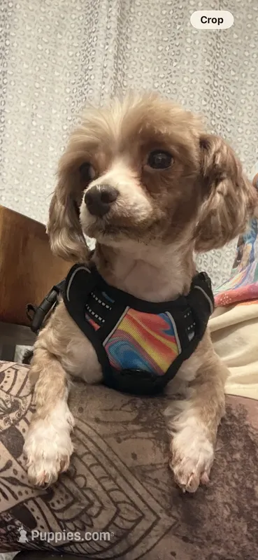 Maya – Shihpoo, Poodle - Toy  puppy for sale in Austin, TX