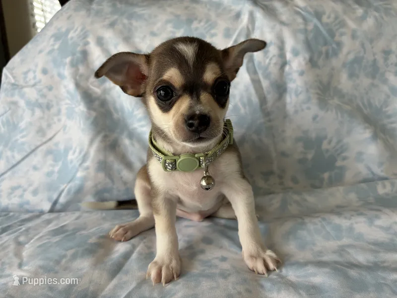 Phoenix – Chihuahua puppy for sale in Dallas, TX