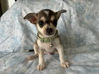 Phoenix, a male Chihuahua for sale in Fort Worth, TX – 6 of 10