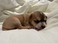 Luna, a female Chihuahua for sale in Houston, TX – 5 of 7