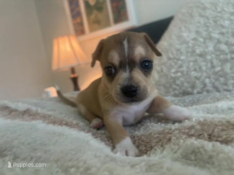 Rune – Chihuahua puppy for sale in Houston, TX