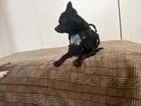 Aquario, a male Chihuahua for sale in Austin, TX – 8 of 9
